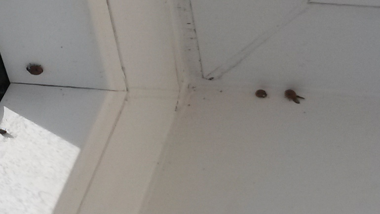 Нашествие божьих коровок.