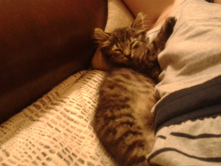 Пристраиваю нашего шилопопа