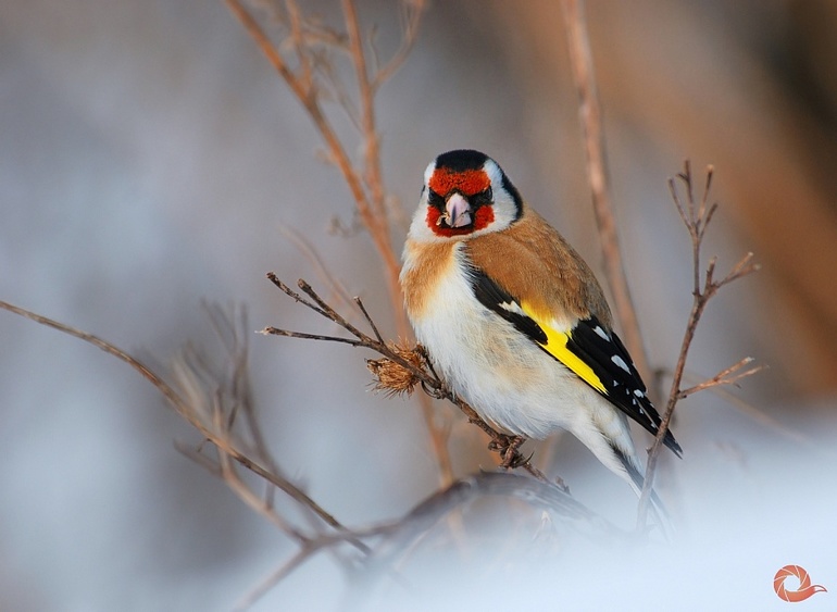 Кто куда? Фестиваль