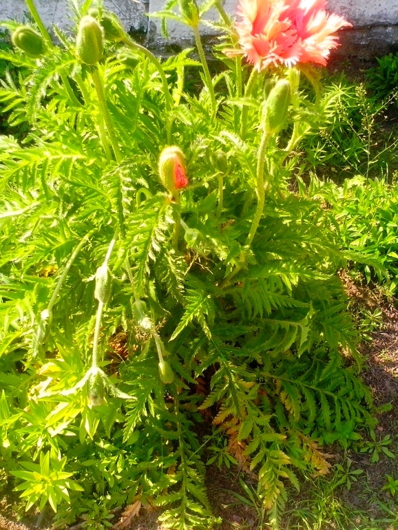 Что за чудо-цветочек?