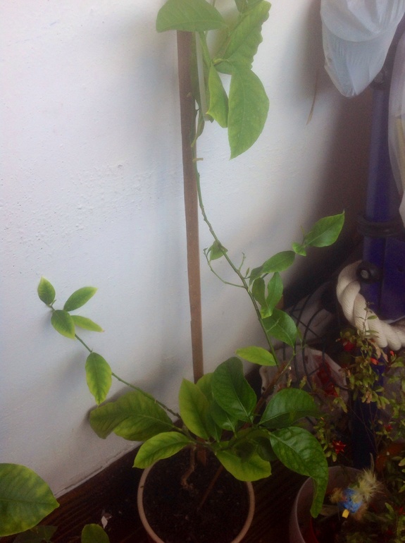 Как подстричь лимон?