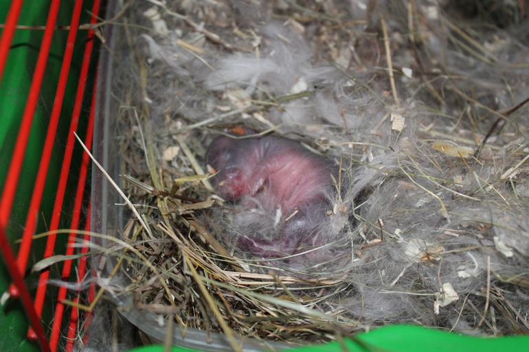 Ура, у моей кроли родились крольчата=))