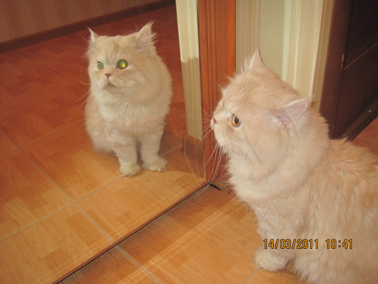 А вот мой красавец мужчина!!!