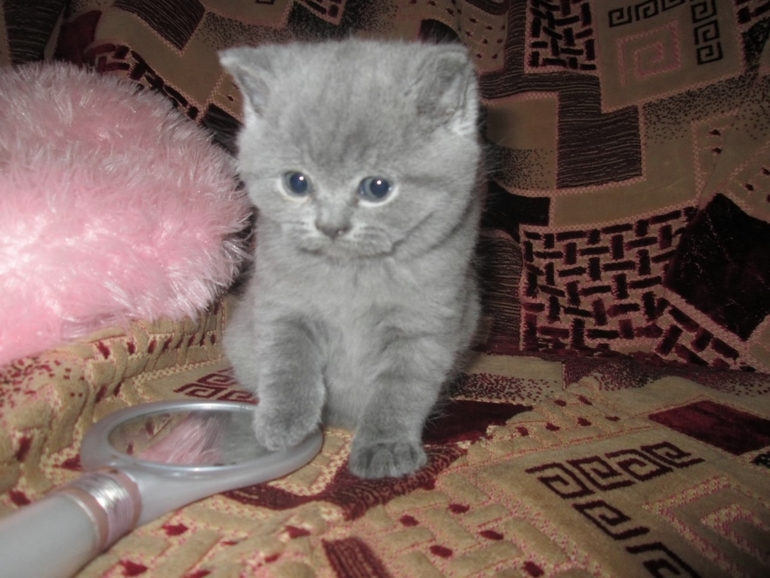 Имя британочке.....опять)))