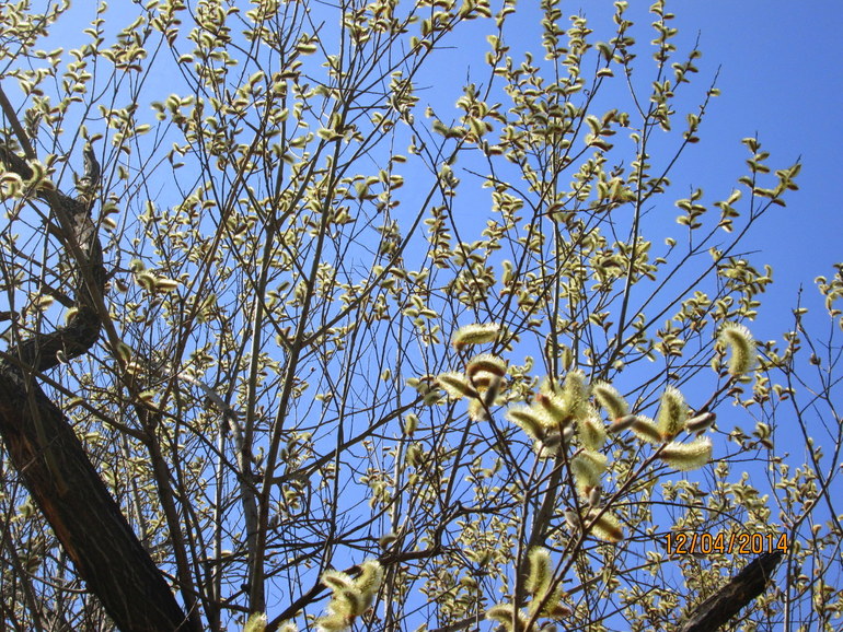 с Вербным Воскресеньем девочки!!!