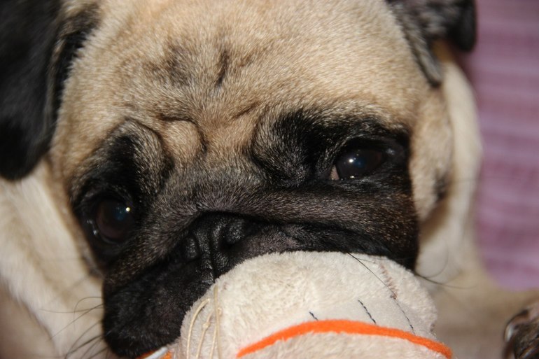 Завтра операция у моей собаки.... боюсь жуть!!!!