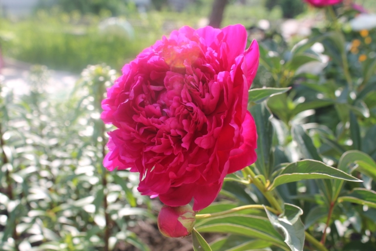 Цветы, цветочки на нашей даче ( немного фото часть 2)