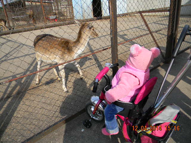 И мы зоопарк осилили!!!