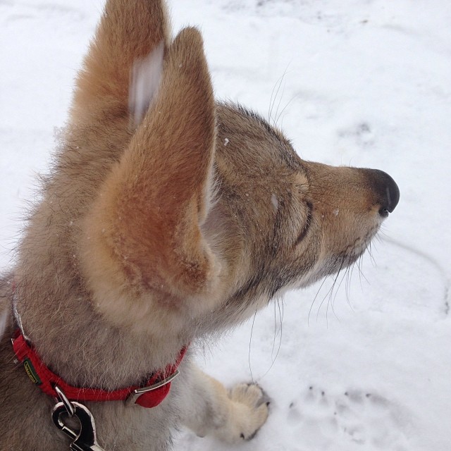 А у нас выпал первый снег :)