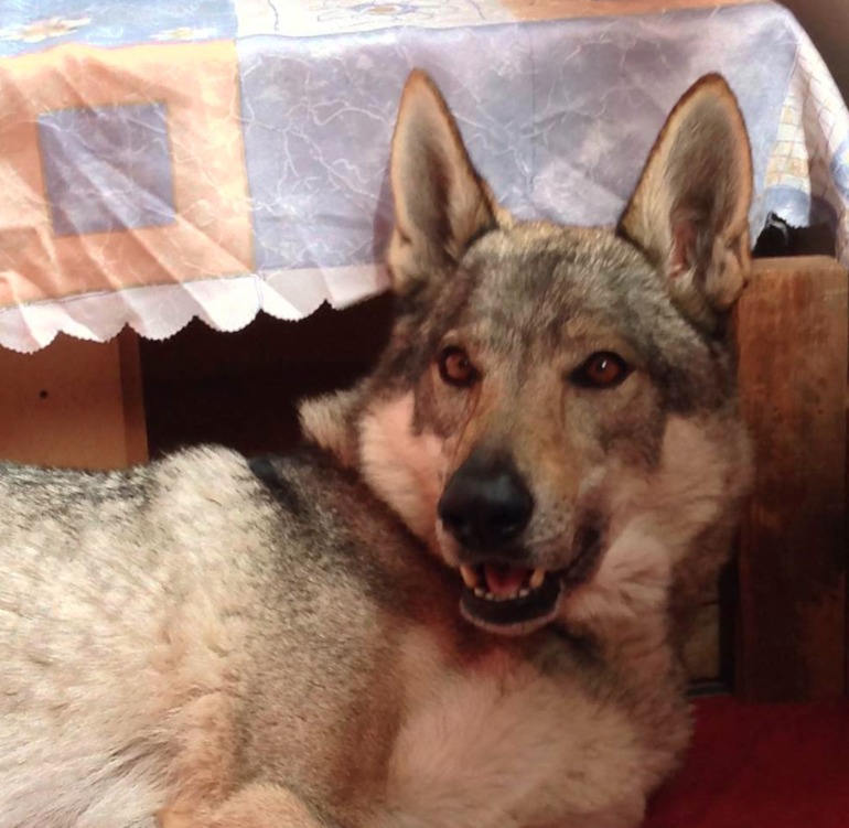 Сбылась (ну почти) мечта идиота!