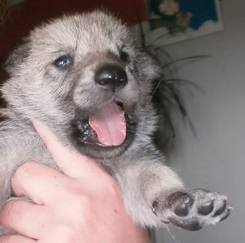 Подготовка к появлению нового члена семьи :)