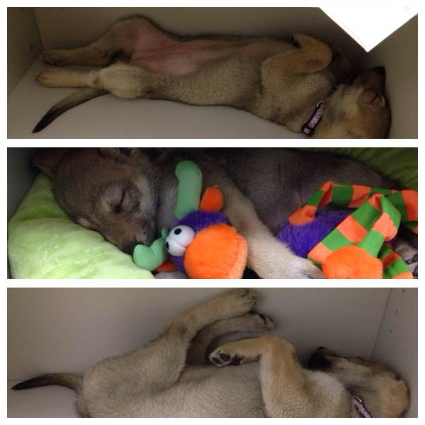 Немного телефонофото