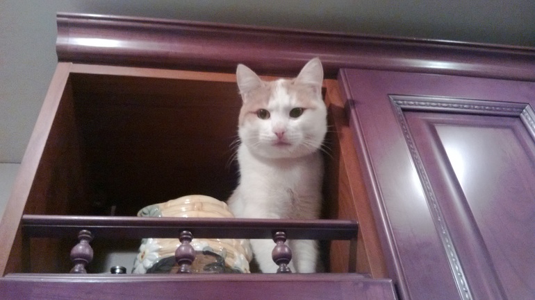 любимые морды ))))