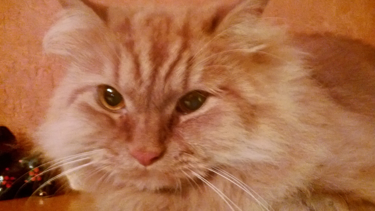 любимые морды ))))