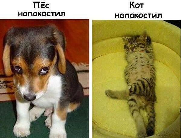 Картинки (много)