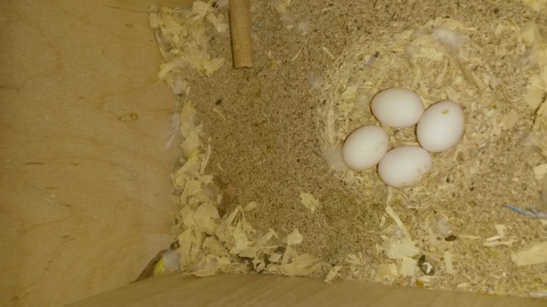 Моя курица))))))