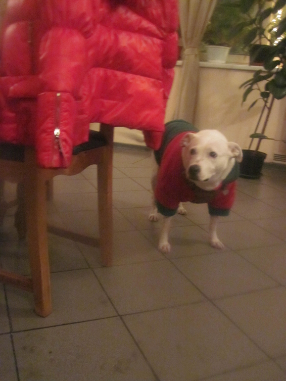 Запиши свое животное в спорт секцию!