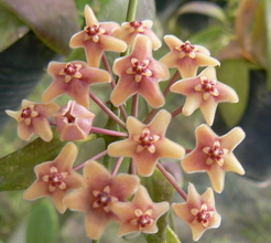 Продаю черенки Хойй. Очень красивоцветущие растения. Санкт-Петербург