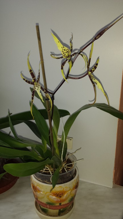 Brassia Toscana