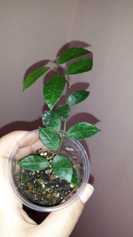 Продаю черенки Хойй. Очень красивоцветущие растения. Санкт-Петербург