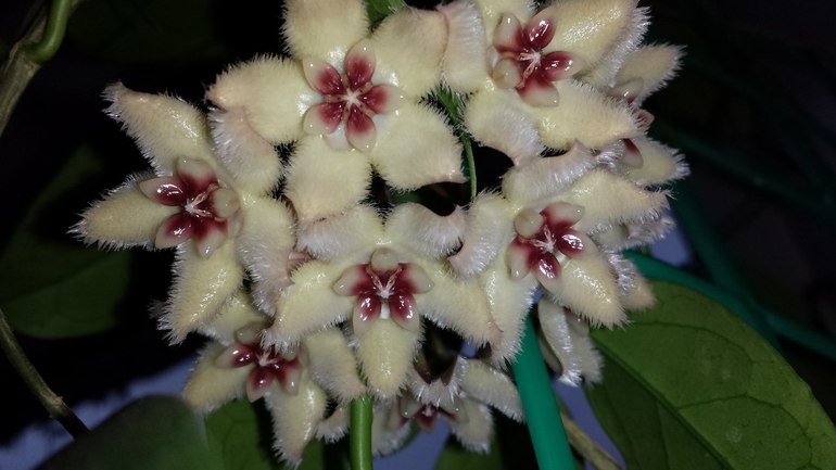 Продаю черенки Хойй. Очень красивоцветущие растения. Санкт-Петербург