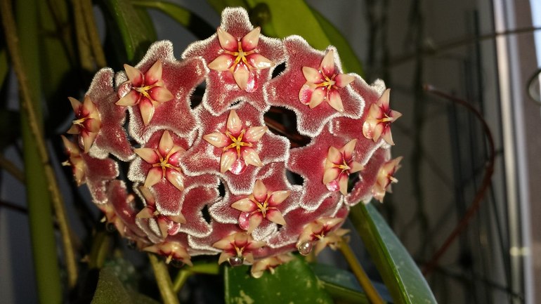 Продаю черенки Хойй. Очень красивоцветущие растения.  Санкт-Петербург