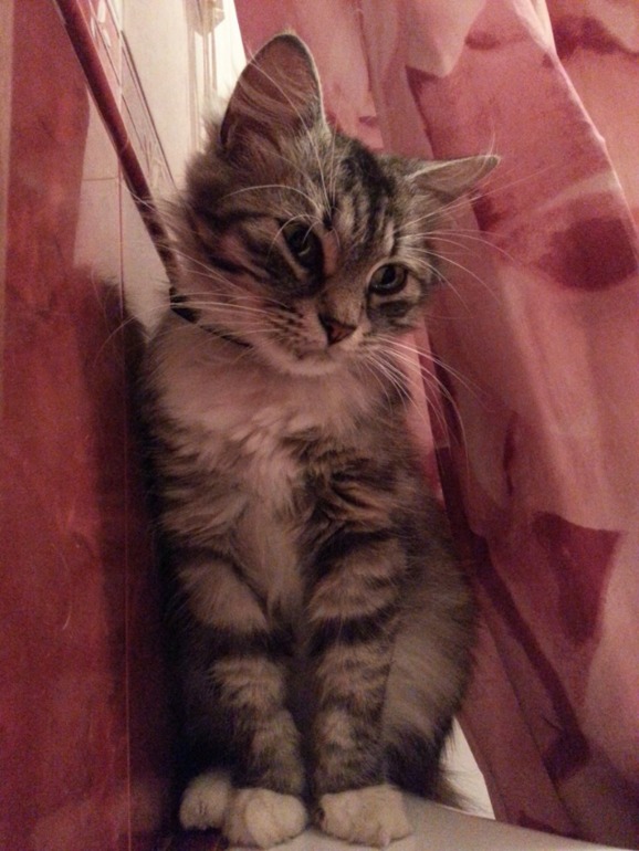 Моя красавица Маркиза!