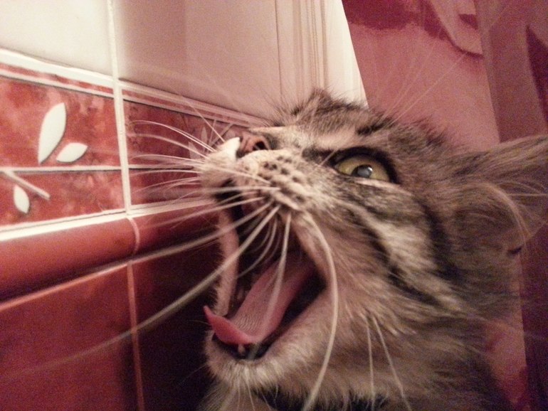 Моя красавица Маркиза!