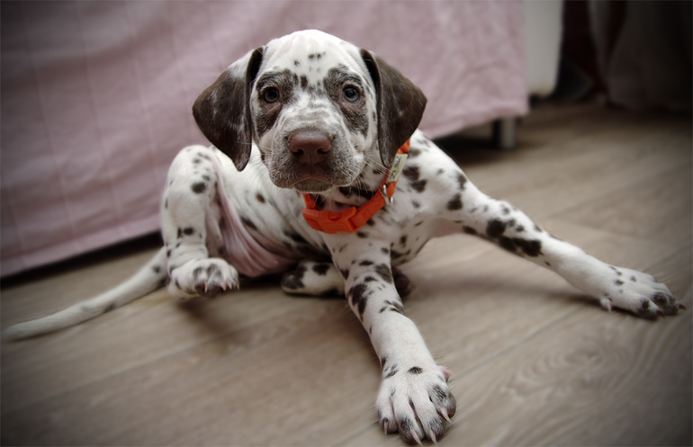 Помогите с кличкой.