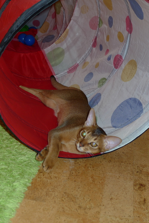 Любимая игрушка котика