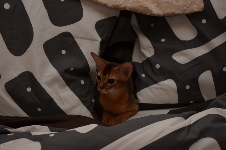 мой Абиссинец! Дикого окраса и характера такого же