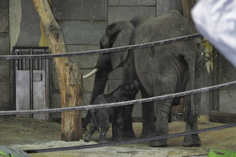 Вена... волшебная Вена!