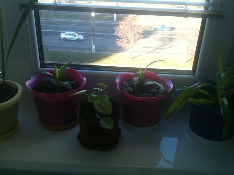 Мои маленькие красавчики