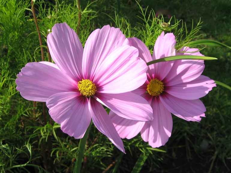 Контрольная работа №2. Вырезаем объект.