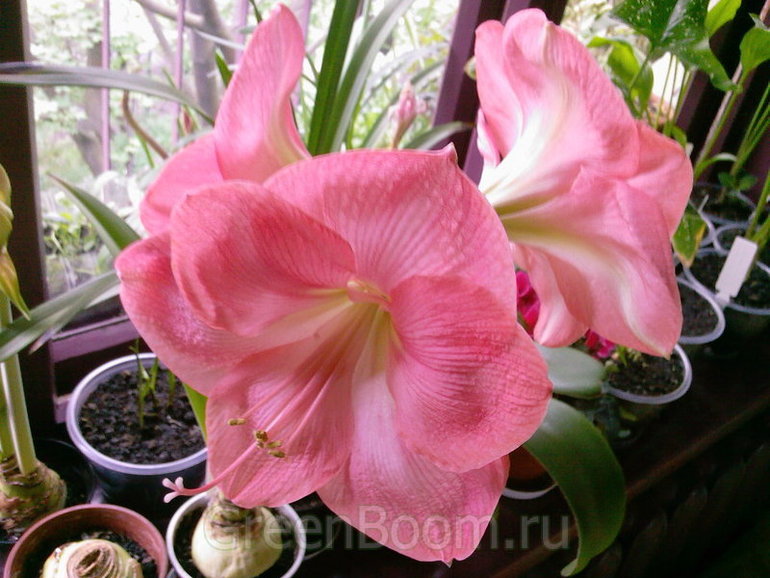 Пересортица и Ко)