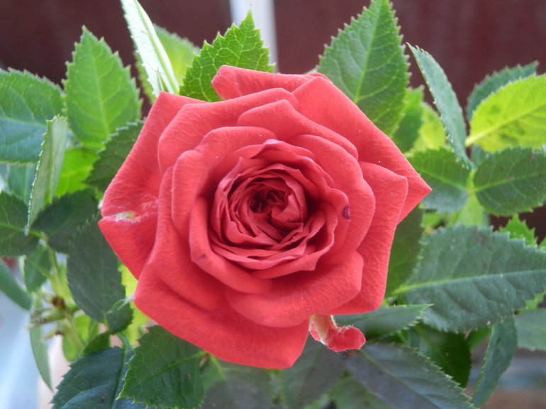 Итоги лета. Некоторые из моих любимчиков.