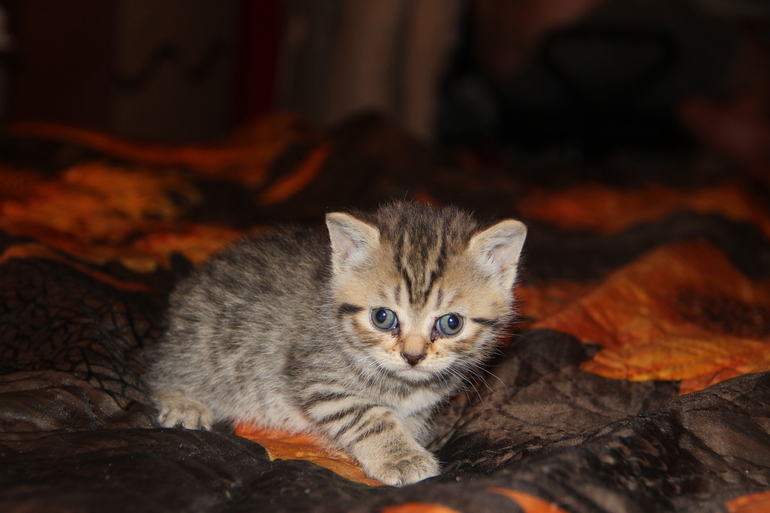 Моя Анфиса и её детки)))