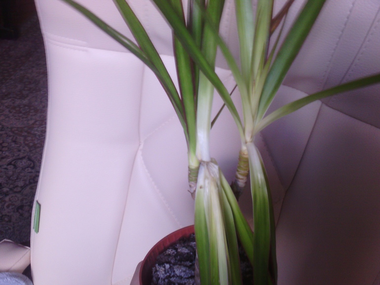 Что с драценками?