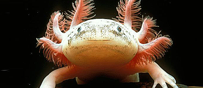 У нас появился новый член семьи!!!