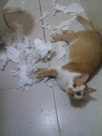 Коты и младенцы