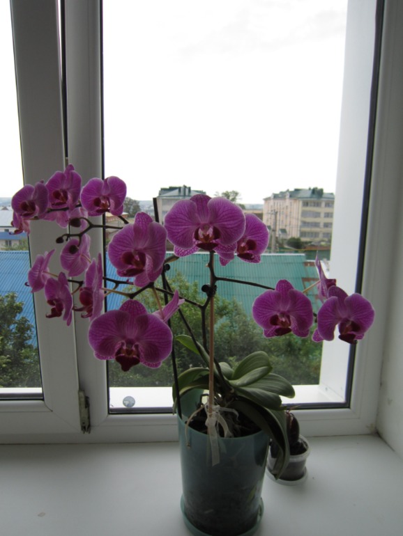 Моя красотка фаленопсис