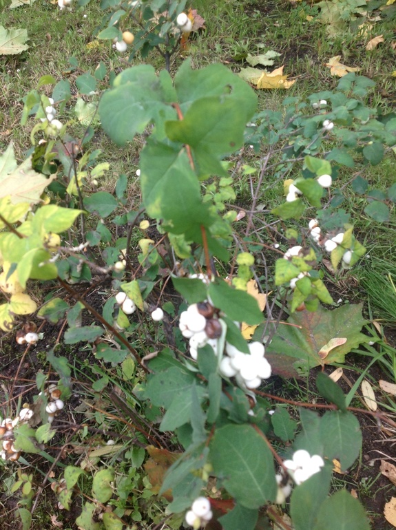 Всеядный ребенок)