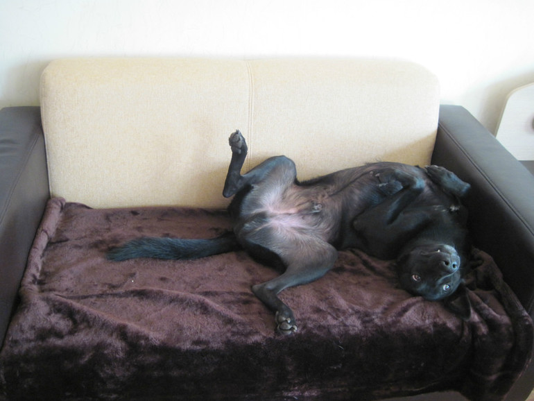 Зверье мое!