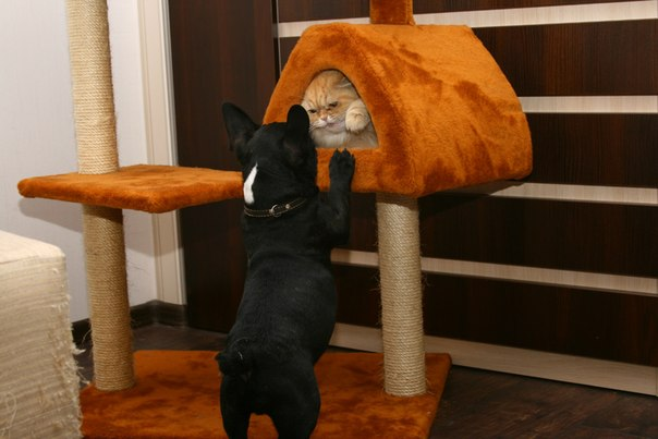 Наши любимцы