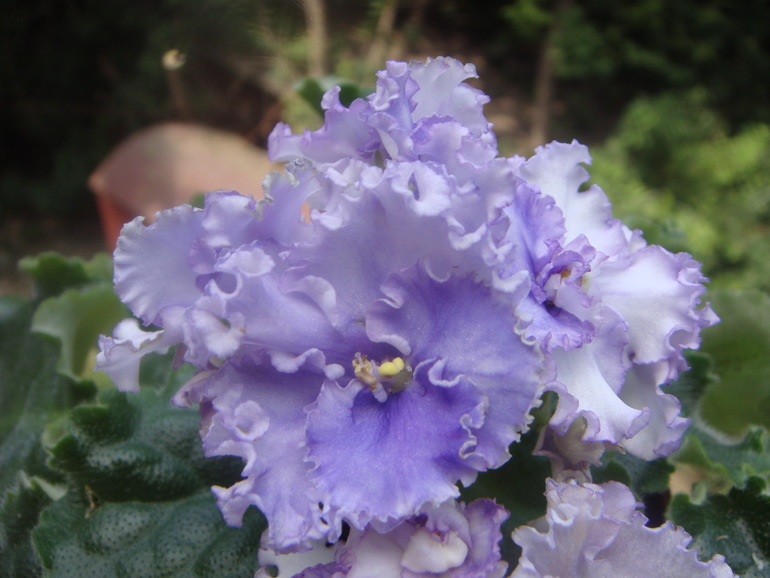 Мои фиалочки