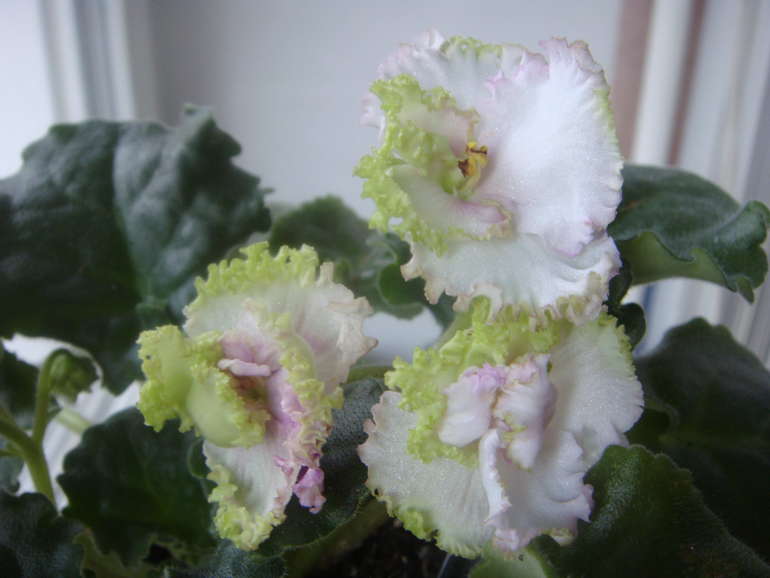 Мои фиалки (продолжение)