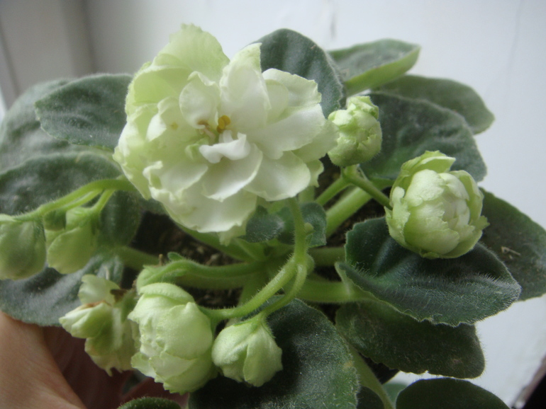 Мои фиалки (продолжение)