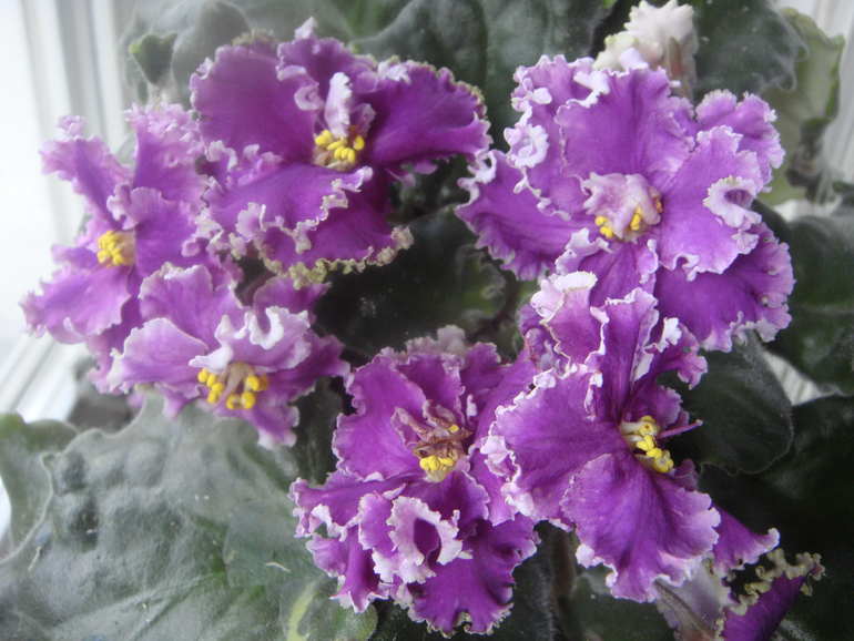 Мои фиалки (продолжение)