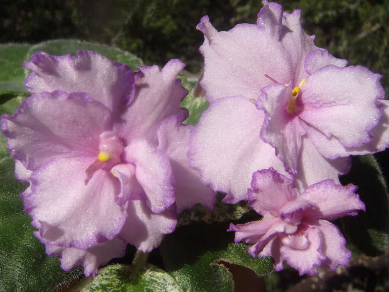 Мои фиалочки