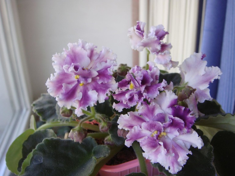 Мои фиалочки